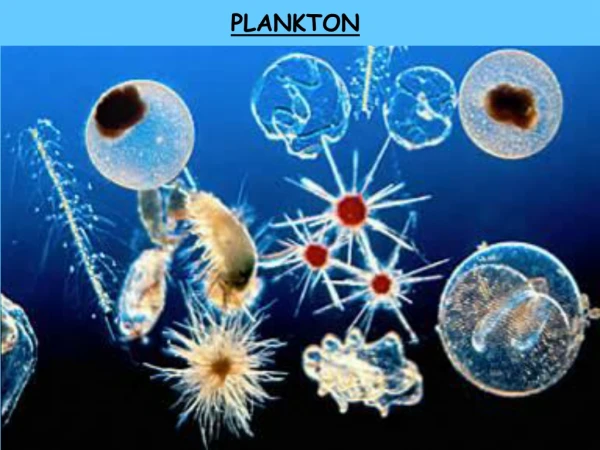 plankton