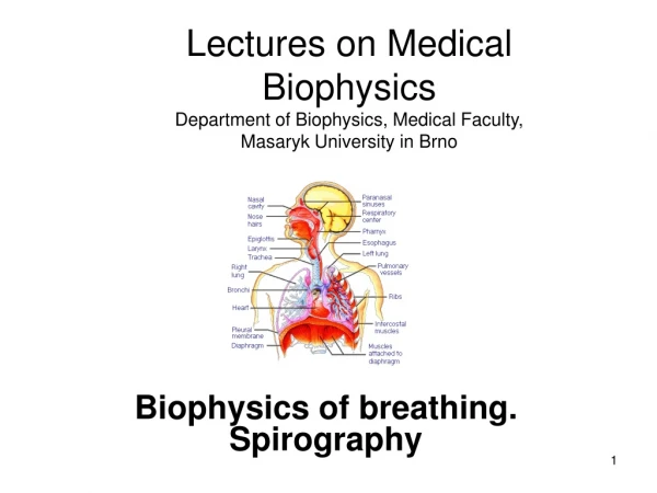 Biophysics of breathing. Spirography