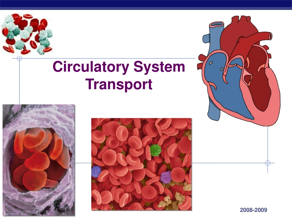 circulatory system transport