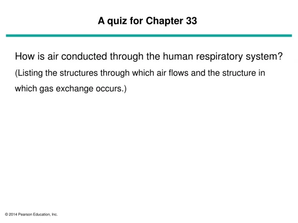 How is air conducted through the human respiratory system?