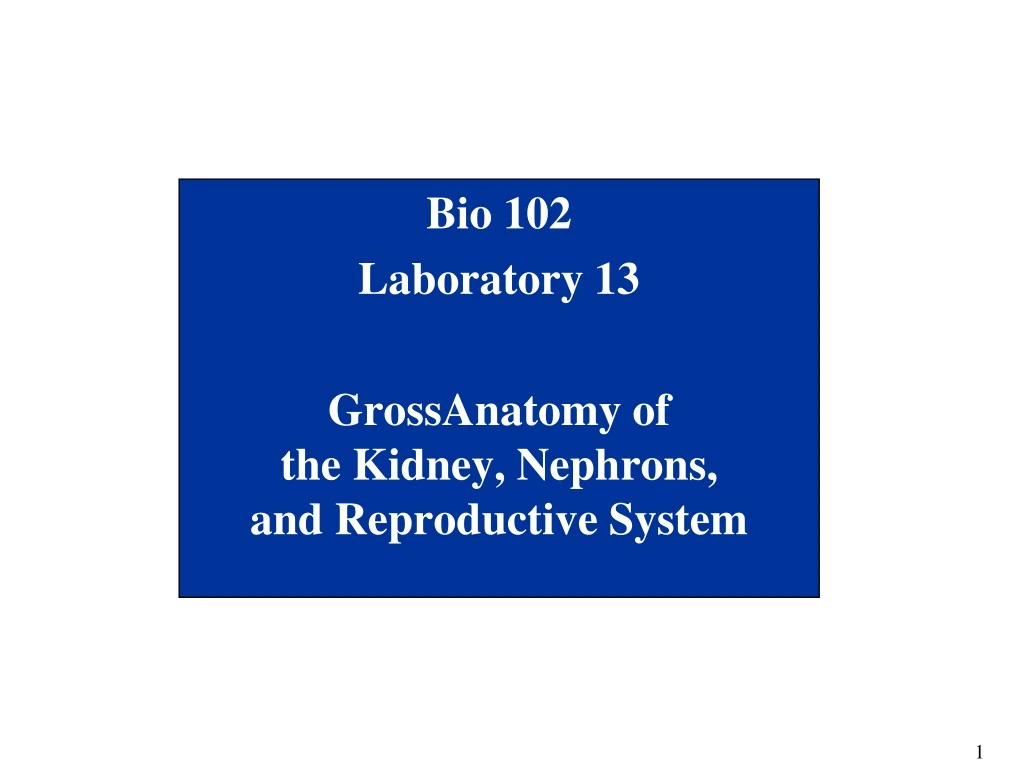 bio 102 laboratory 13 grossanatomy of the kidney nephrons and reproductive system