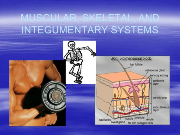 MUSCULAR, SKELETAL, AND INTEGUMENTARY SYSTEMS