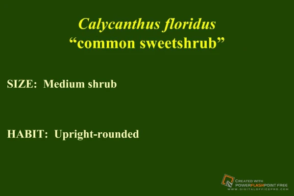 Calycanthus floridus