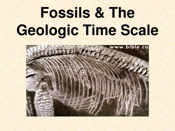 Fossils &amp; The Geologic Time Scale