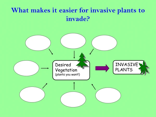 What makes it easier for invasive plants to invade?