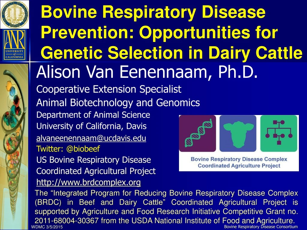 bovine respiratory disease prevention