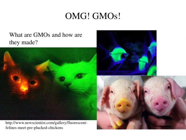 OMG! GMOs!