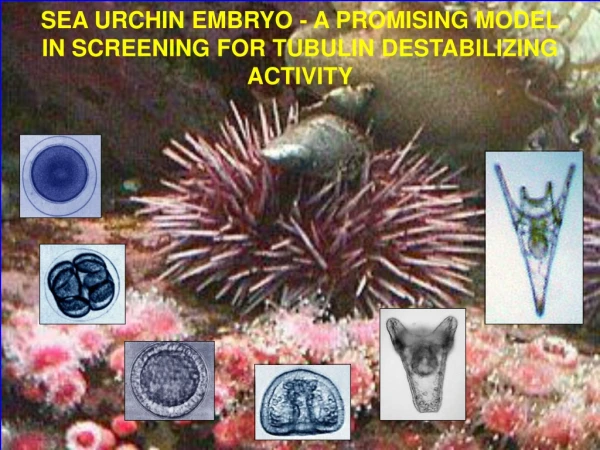 SEA URCHIN EMBRYO - A PROMISING MODEL IN SCREENING FOR TUBULIN DESTABILIZING ACTIVITY