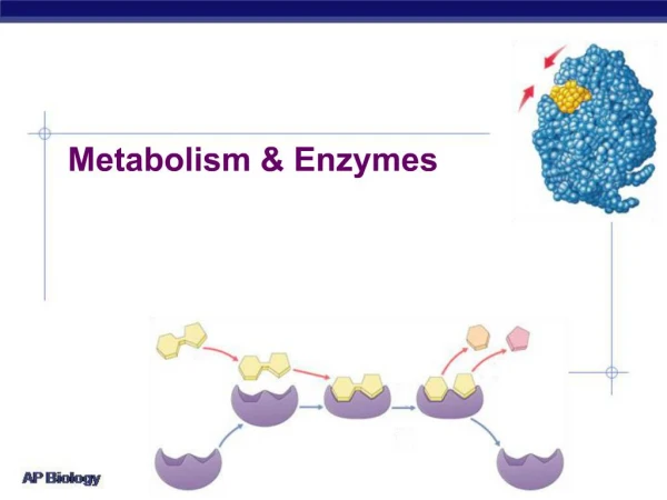 Metabolism Enzymes