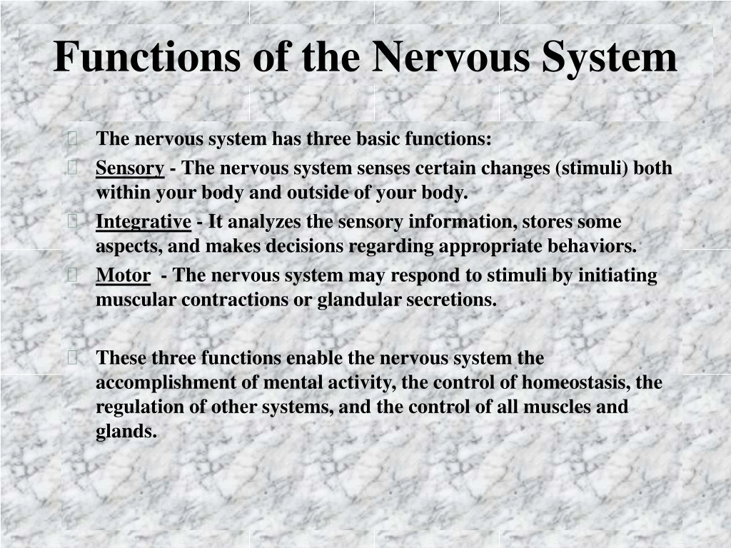 functions of the nervous system