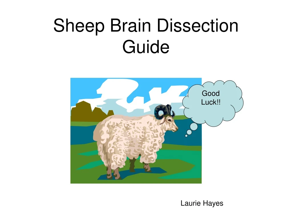 sheep brain dissection guide