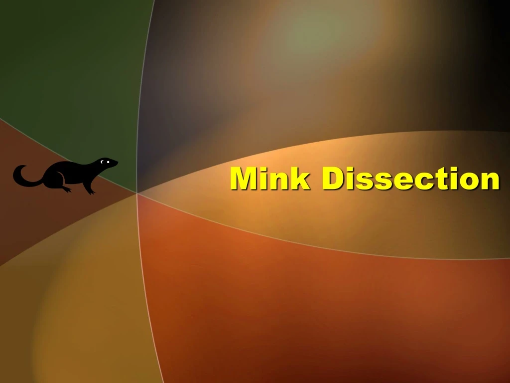 mink dissection