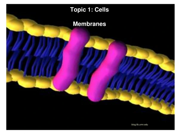 Topic 2: Cells Topic 1: Cells Membranes