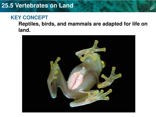 KEY CONCEPT Reptiles, birds, and mammals are adapted for life on land.