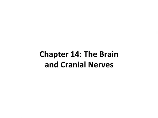 Chapter 14: The Brain and Cranial Nerves