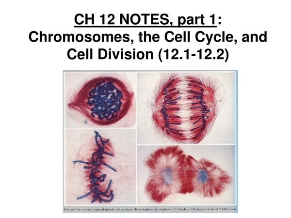 CH 12 NOTES, part 1 : Chromosomes, the Cell Cycle, and Cell Division (12.1-12.2)