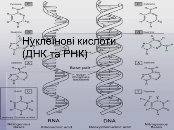 Нуклеїнові кислоти
(ДНК та РНК)