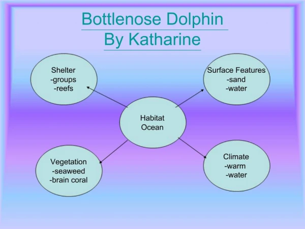 Bottlenose Dolphin By Katharine