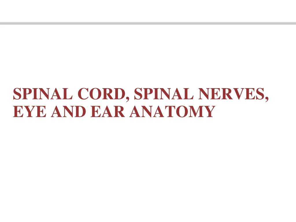 spinal cord spinal nerves eye and ear anatomy