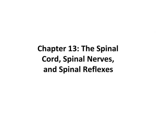 Chapter 13: The Spinal Cord, Spinal Nerves, and Spinal Reflexes