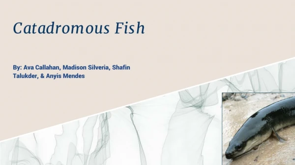 Catadromous Fish