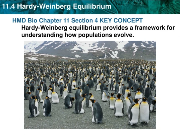 Hardy-Weinberg equilibrium describes populations that are not evolving .