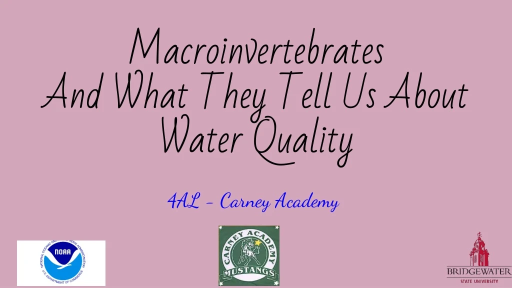 macroinvertebrates and what they tell us about water quality