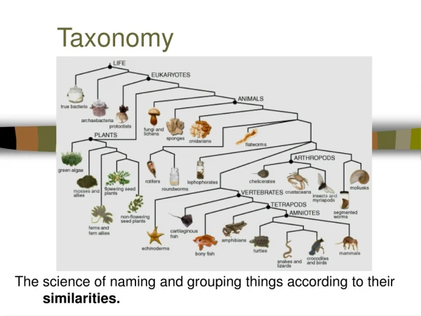 Taxonomy