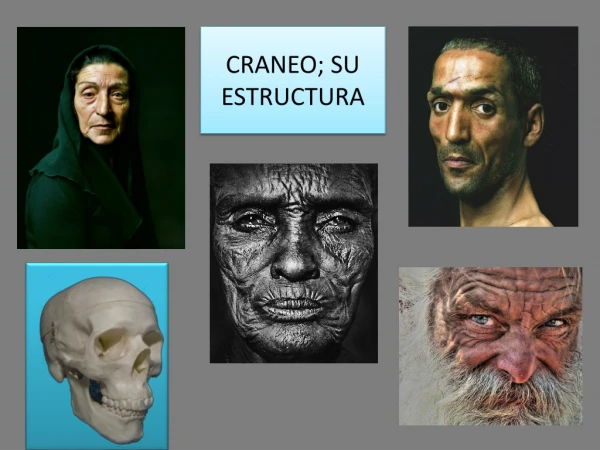 Proporciones y estructura de cráneo y cara