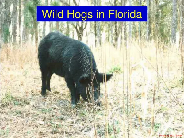 Wild Hogs in Florida