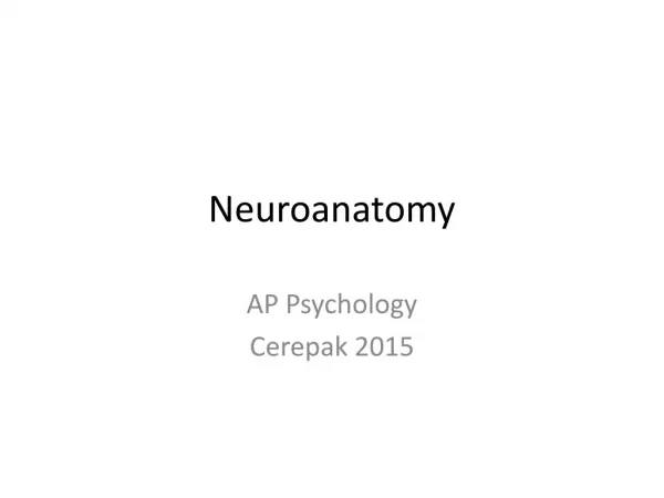 Neuroanatomy