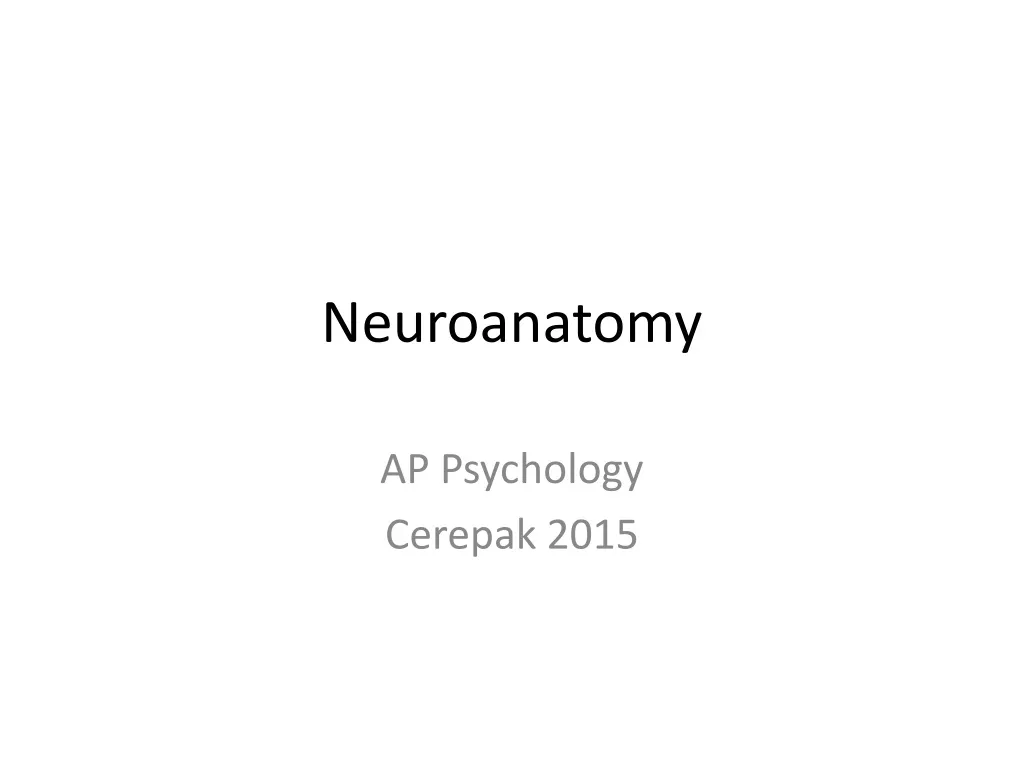 neuroanatomy