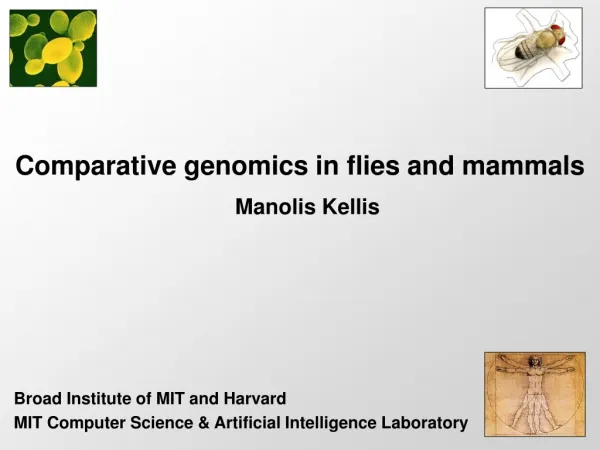 Comparative genomics in flies and mammals