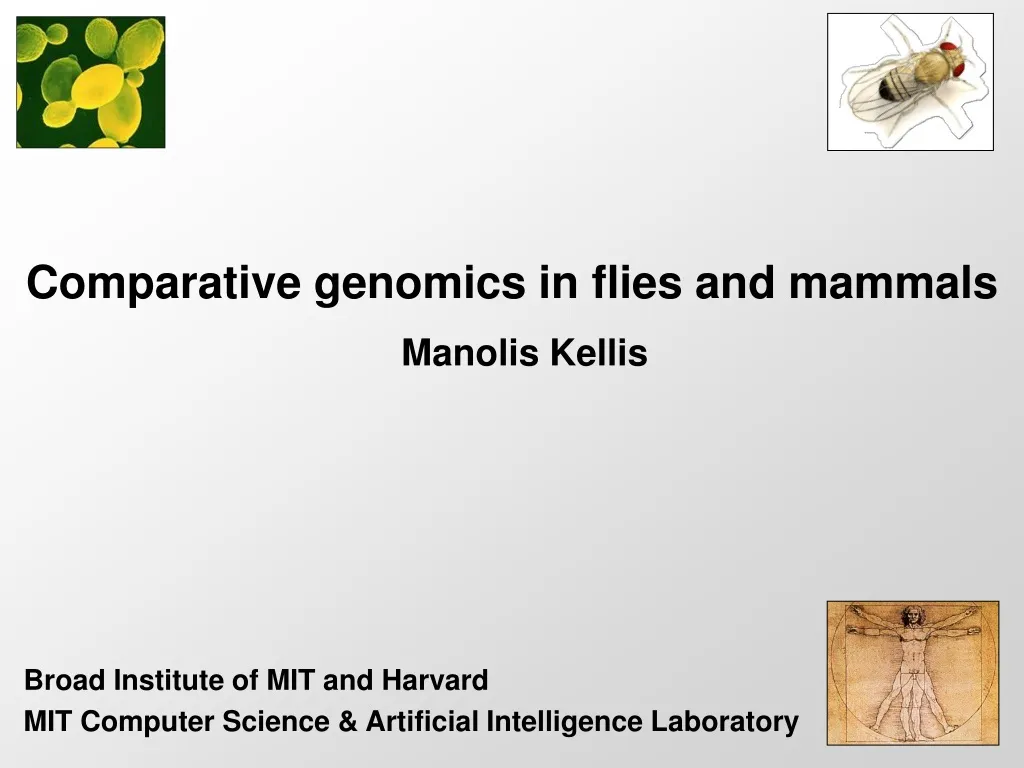 comparative genomics in flies and mammals