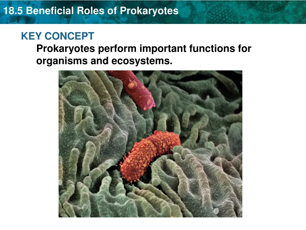 key concept prokaryotes perform important