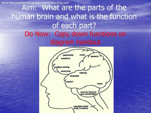 Aim: What are the parts of the human brain and what is the function of each part
