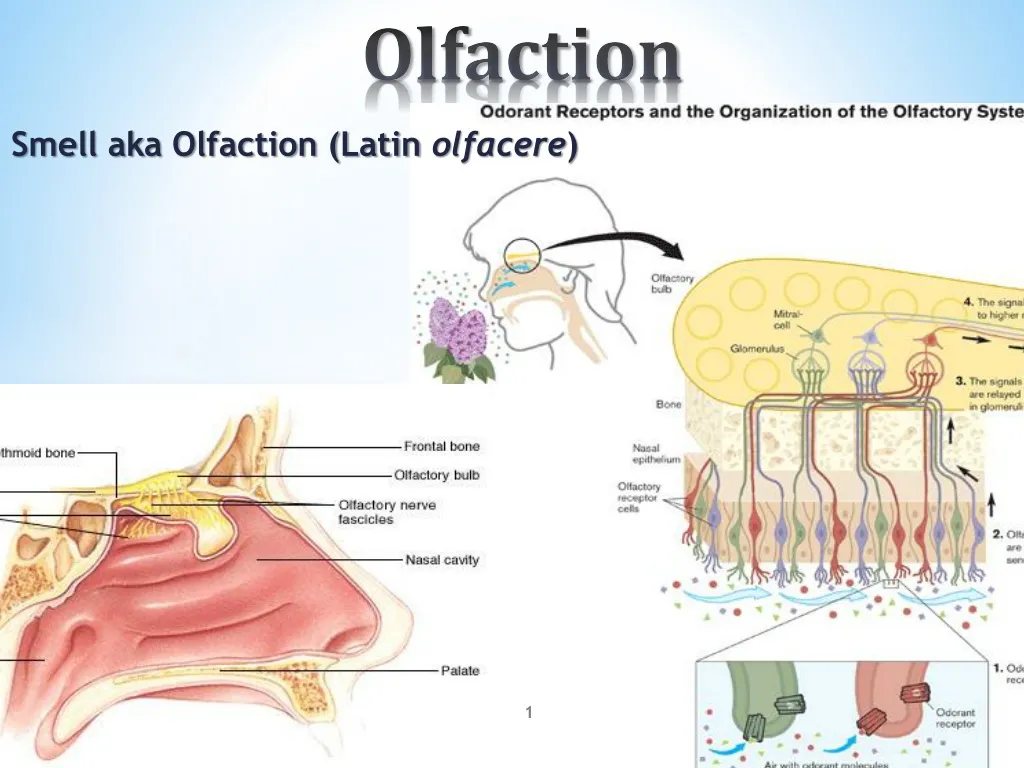 olfaction