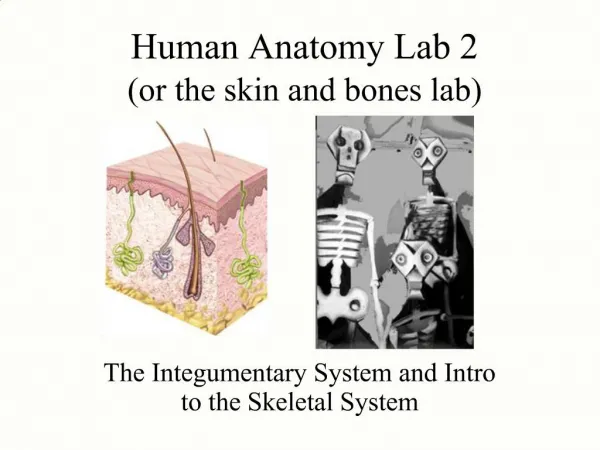 Human Anatomy Lab 2 or the skin and bones lab