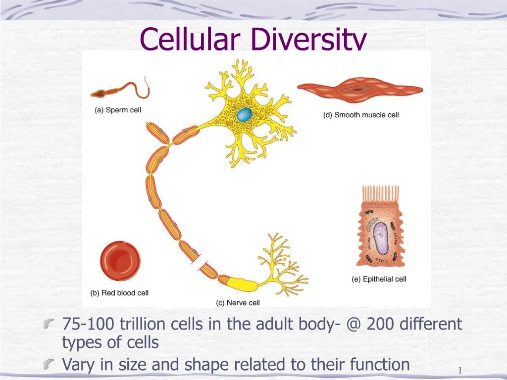 cellular diversity