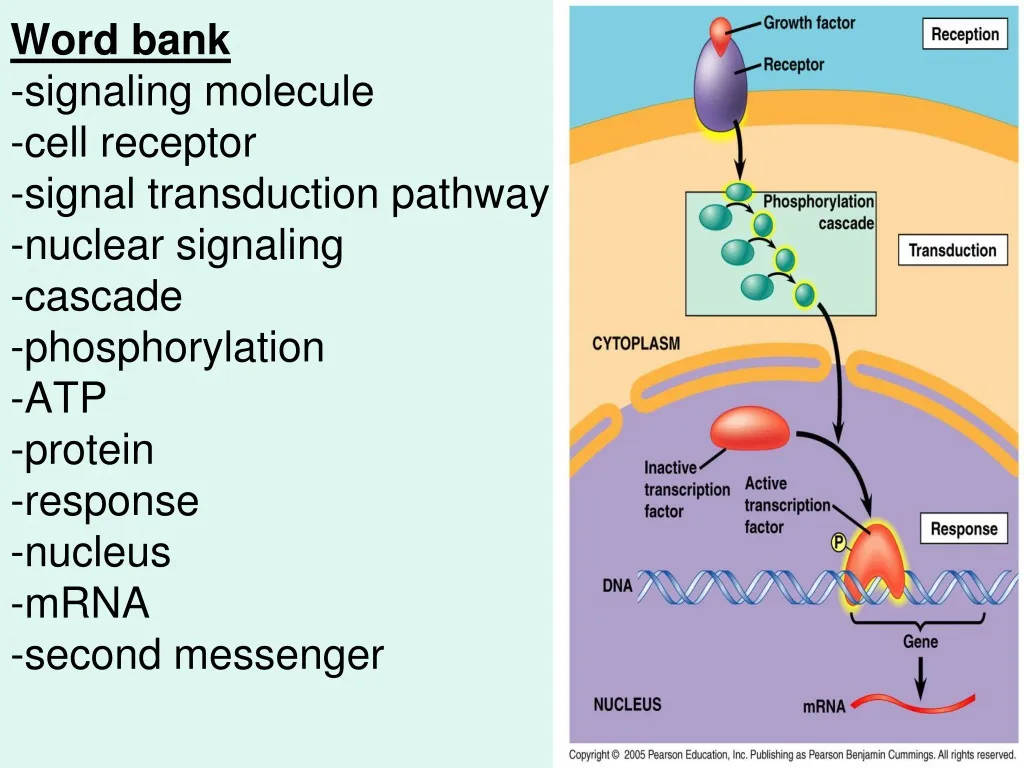 word bank signaling molecule cell receptor signal