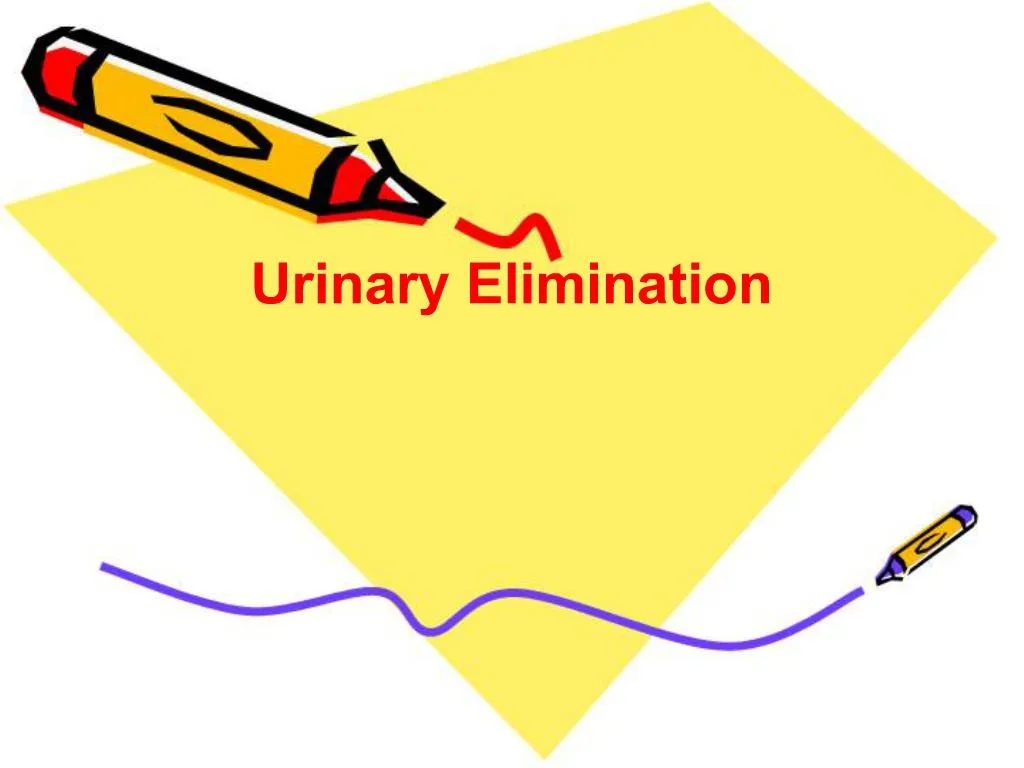 Ppt Urinary Elimination Powerpoint Presentation Free Download Id298671 8989