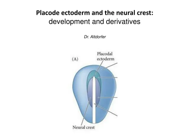 P lacode ectoderm and the neural crest : d evelopment and derivatives Dr. Altdorfer