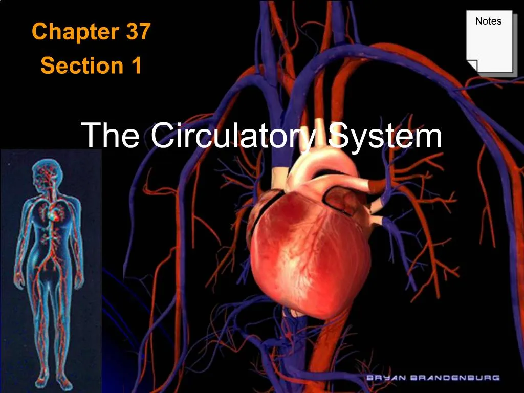 PPT - The Circulatory System PowerPoint Presentation, Free Download ...