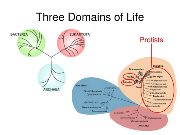 Three Domains of Life