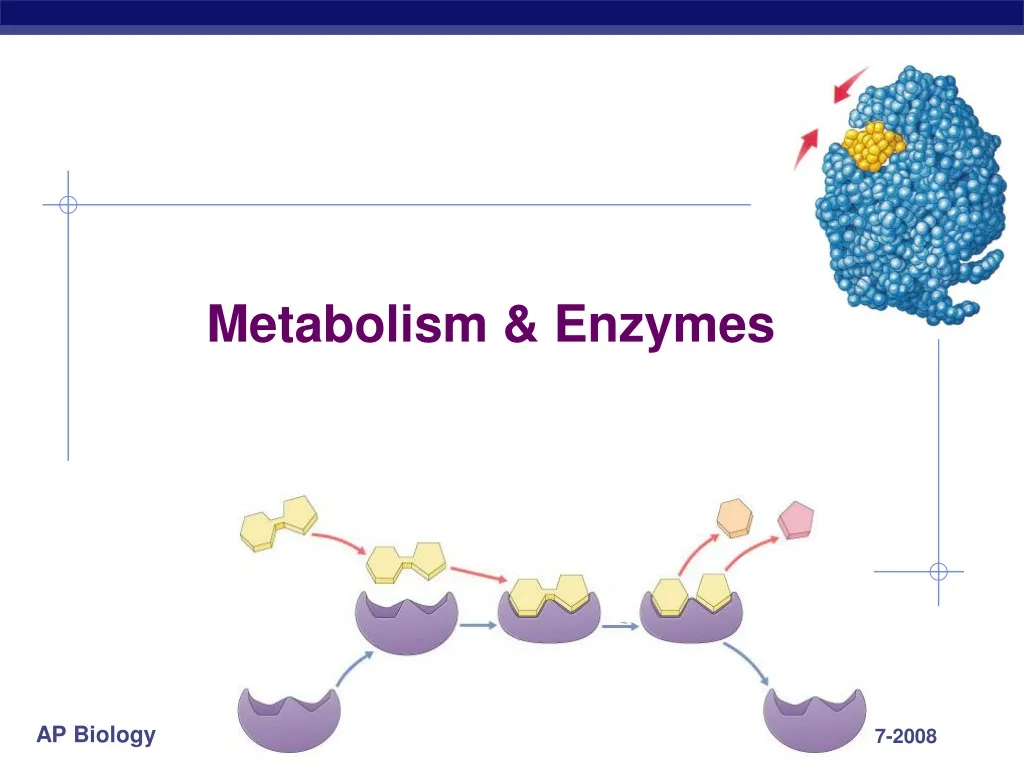 metabolism enzymes