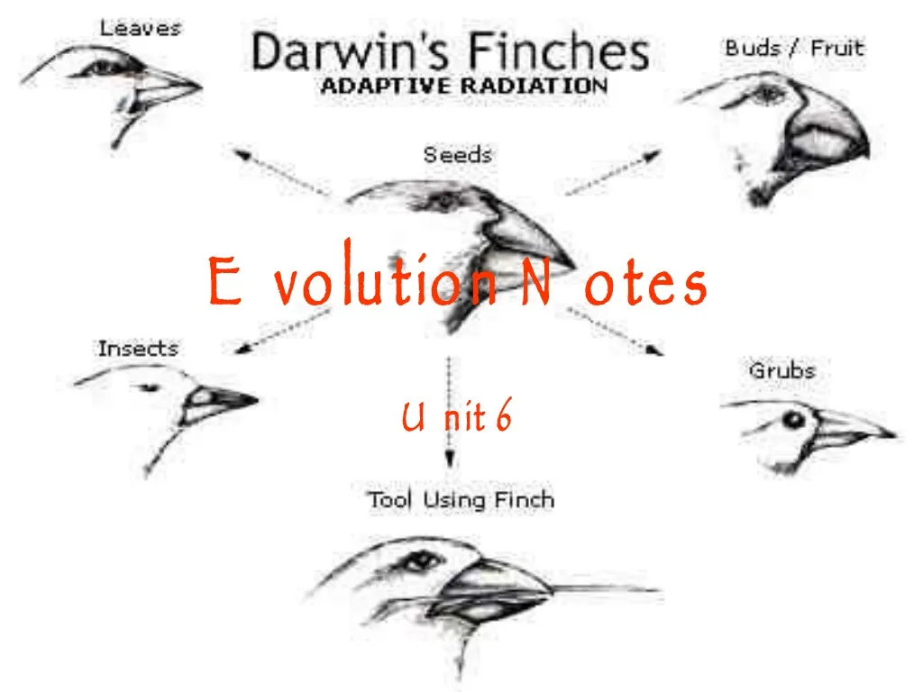 evolution notes