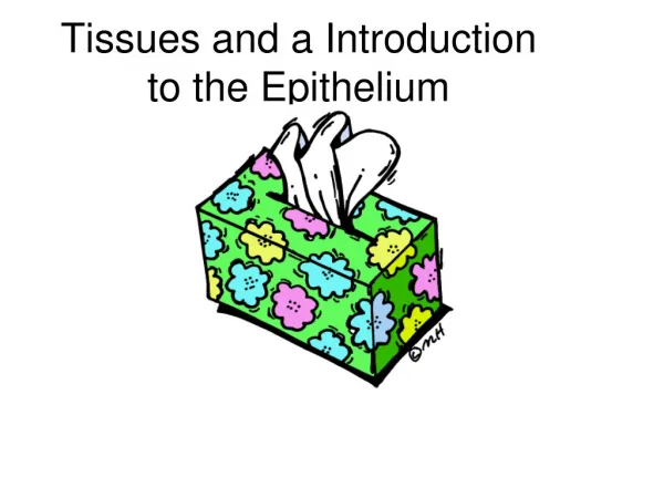 Tissues and a Introduction to the Epithelium
