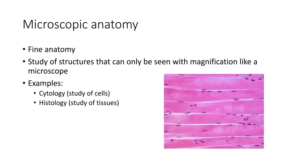 microscopic anatomy