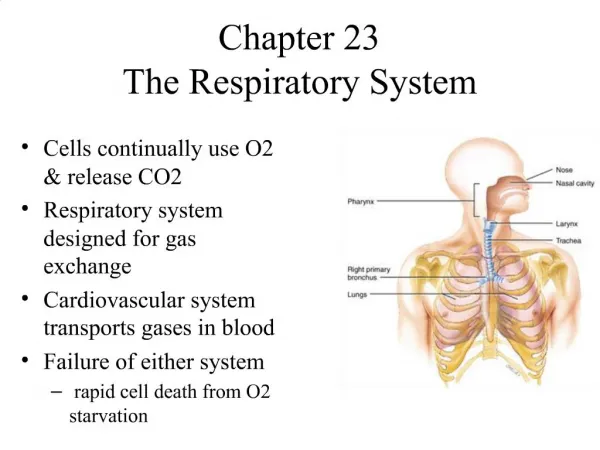 Chapter 23 The Respiratory System
