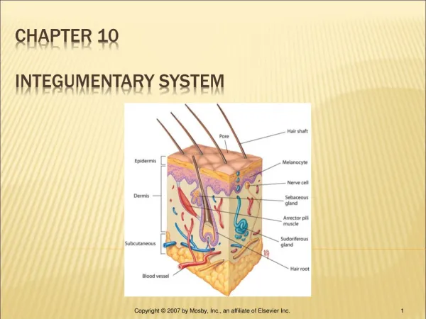 CHAPTER 10 INTEGUMENTARY SYSTEM